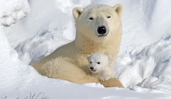 Frío polar obliga a ciudades de EEUU a hibernar