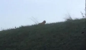 Policías buscan tigre que merodea por parque Disneyland Paris
