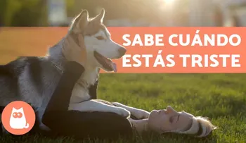 Los perros también perciben la tristeza de sus dueños