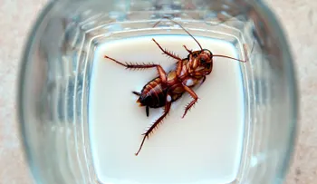 Buen provecho: Científicos aseguran leche de cucaracha será super alimento del futuro