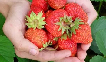 Las fresas y sus propiedades nutritivas y saludables