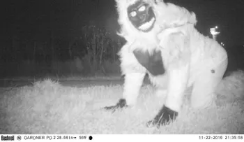 Policía que buscaba un león de montaña encontró unas criaturas "inusuales"