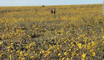 El Valle de la Muerte cobra vida y se cubre de un inusual brote de flores silvestres