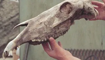Descifran genoma de caballo de hace 700,000 años