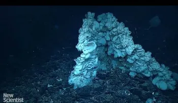 Descubren en Hawái la esponja de mar más grande del mundo (VIDEO)