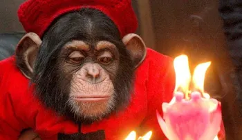 Los chimpancés se imponen a los humanos en un juego matemático  