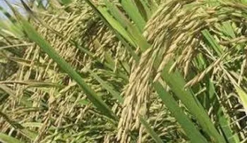 Coniaf destaca aportes de la biotecnología moderna para la agropecuaria
