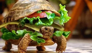 Disfraza a su tortuga de hamburguesa para colarla en un avión
