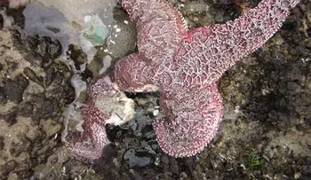 Virus está matando millones de estrellas de mar, según expertos