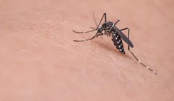 La vagina es un nicho para el zika, según un estudio