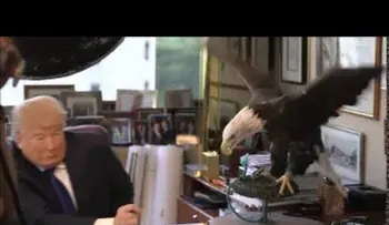 Un águila llamada Tío Sam ataca a Donald Trump (VIDEO)