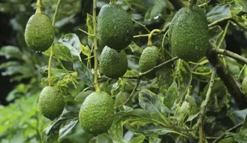 Un remedio EFECTIVO con 15 ó 20 hojas de aguacate para dolor cervical provocado por la artrosis