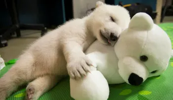 Los usuarios de internet escogieron el nombre de esta osita polar