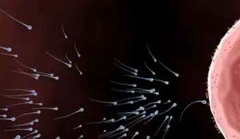 La cafeína estimula la formación de espermatozoides