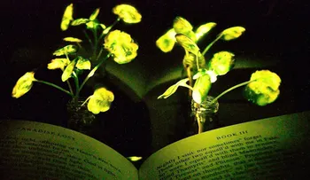 ¿Reemplazarán las plantas luminosas a los bombillos?