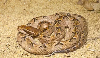 5 animales con poderes curativos increíbles