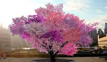 Dicen que es uno de los arboles más hermosos del mundoâ?¦ Pero ¿puedes adivinar lo qué crece en el?