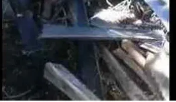 Una extraña criatura en plantación de palmeras (Video)