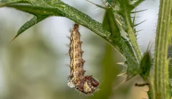 Agricultura mundial en peligro por larvas hambrientas; China busca un remedio para evitar propagación