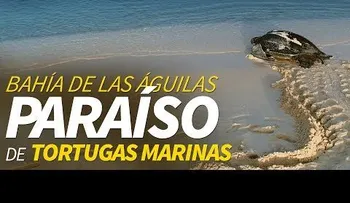 Bahía de Las Águilas: hogar de 2 de las 7 tortugas que existen en el planeta