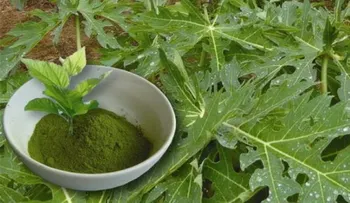 El te de hojas de papaya (lechosa) para combatir el cáncer y darle fin a la úlceras estomacales