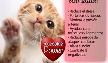 ¿Sabías que tener un gato es lo mejor que te puede pasar, por lo beneficios que tiene para la salud?