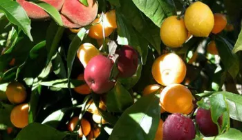 Crean un árbol que da 40 tipos de frutas; el autor quiere que sea sembrado en todo el planeta