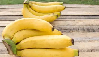 Pronostican la inminente extinción de una fruta muy popular