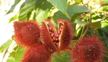 Las semillas y las hojas de este árbol son increíblemente efectiva contra la presión alta, próstata, el hígado y los riñones 