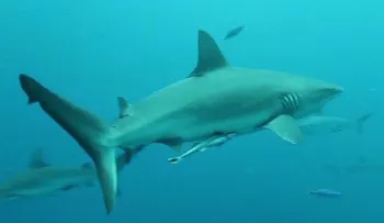 Los ataques de tiburón disminuyeron después de cifras récord en 2015