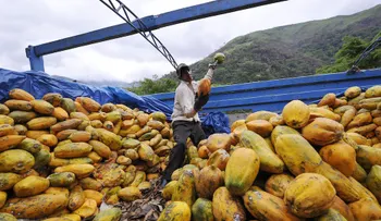 235 personas en EE.UU. enferman de salmonela por papayas mexicanas