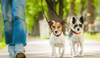 Enseña estos hábitos de higiene a tu perro