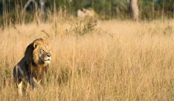 Asesinaron a Xanda, el hijo de Cecil, el león cazado por un dentista