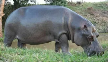 Tyson, el hipopótamo salvaje que se fugó en Veracruz