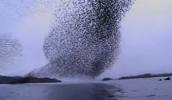 Fenomenal: El impresionante espectáculo de aves en el cielo