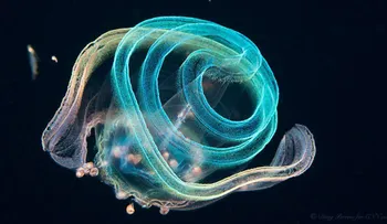 Viaje a las estrellas; submarino: ¿qué son estos misteriosos aliens oceánicos?