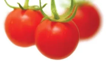 Conoce por qué el tomate, es llamado la manzana del amor