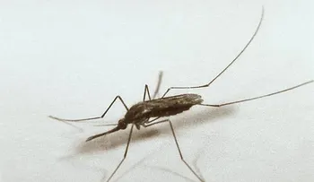  Científicos descubren cómo bloquear infección de malaria en mosquitos 