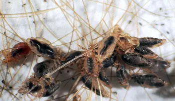 25 estados de EEUU invadidos por piojos mutantes resistentes a tratamientos