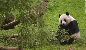 'Patas cruzadas' para que nazca una saludable cría de panda