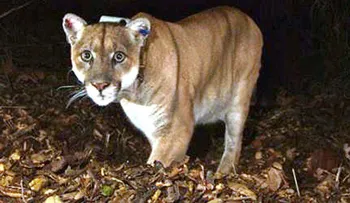 León de montaña poco común de Los Ángeles entró a un zoológico y devoró a un koala