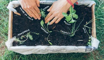 Cultivando en un patio pequeño para tener siempre alimento