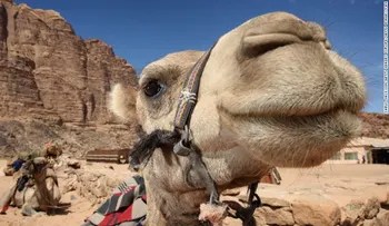 El postre del desierto: granjeros en Emiratos Árabes fabrican productos con leche de camello