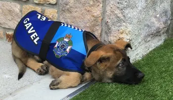 El cachorro que fue "expulsado" de la policía por ser demasiado dócil y ahora triunfa en otro puesto