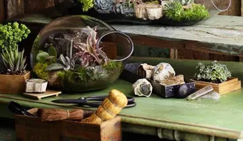 Terrarios para decorar el hogar guía paso a paso