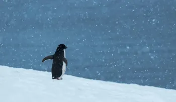 Javier Bardem: Los pingüinos de la Antártida nos necesitan