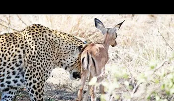 Con la comida no se juega: el leopardo que se tropezó con su cena