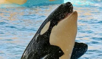 Muere ballena piloto de espectáculo de SeaWorld en San Diego