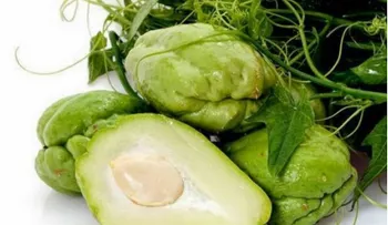 No le hacia caso a este vegetal hasta que me enteré que sirve para bajar de peso, diabetes y problemas renales