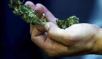Cinco estados de EEUU votarán este martes si legalizan la marihuana